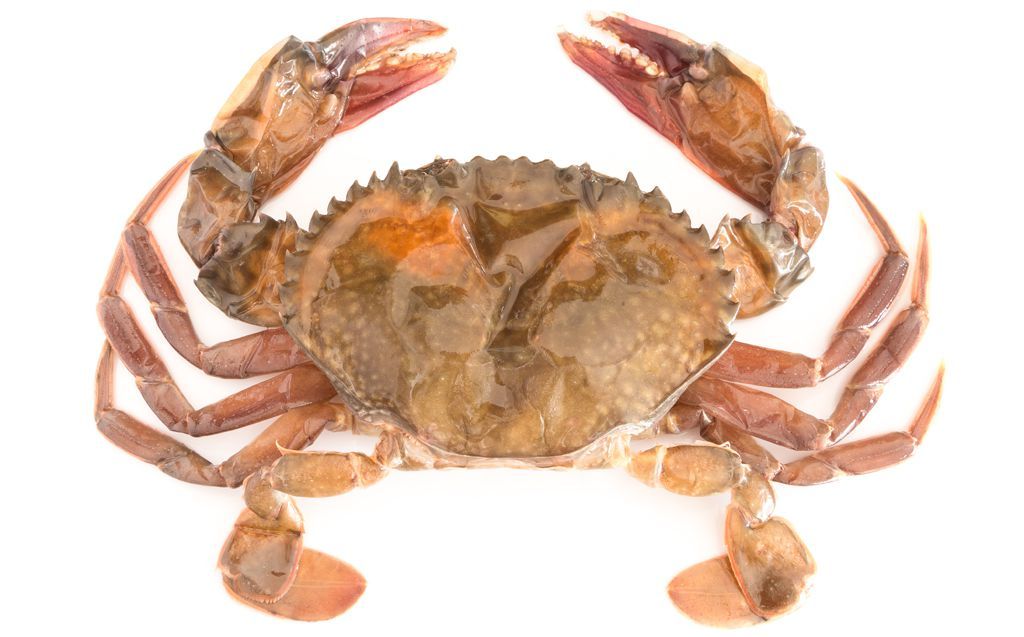 Atlantic Blue Crab (Type: Softshell)