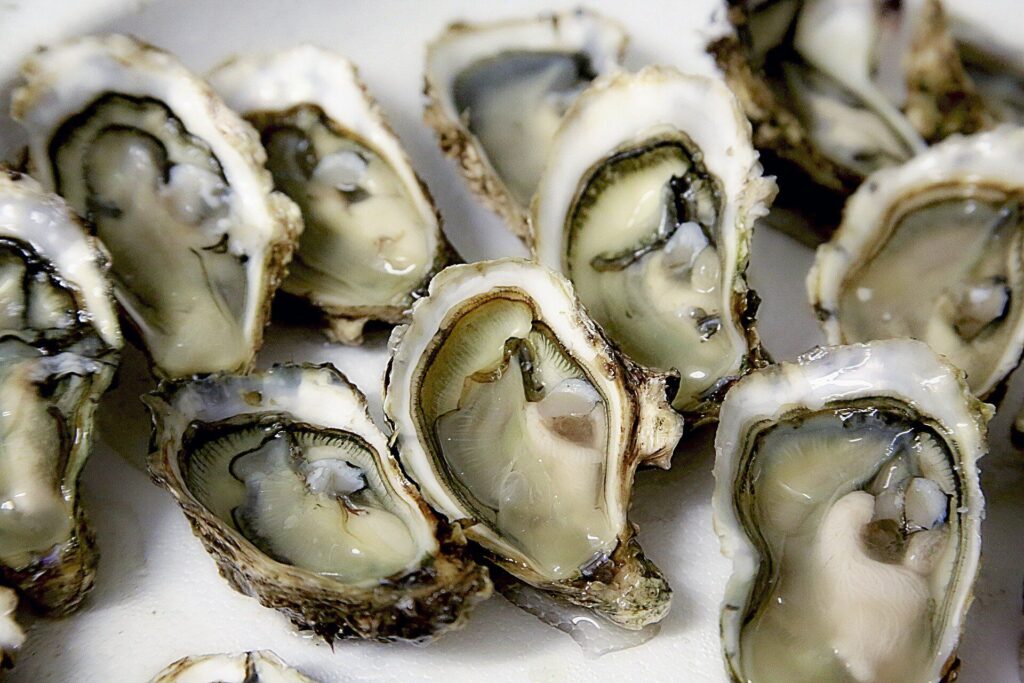 Fresh Chesapeake Bay Oysters