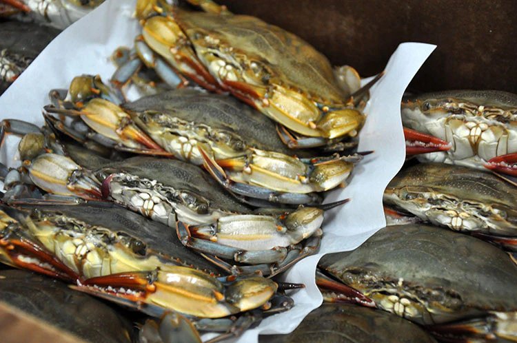 Fresh Softshell Blue Crab
