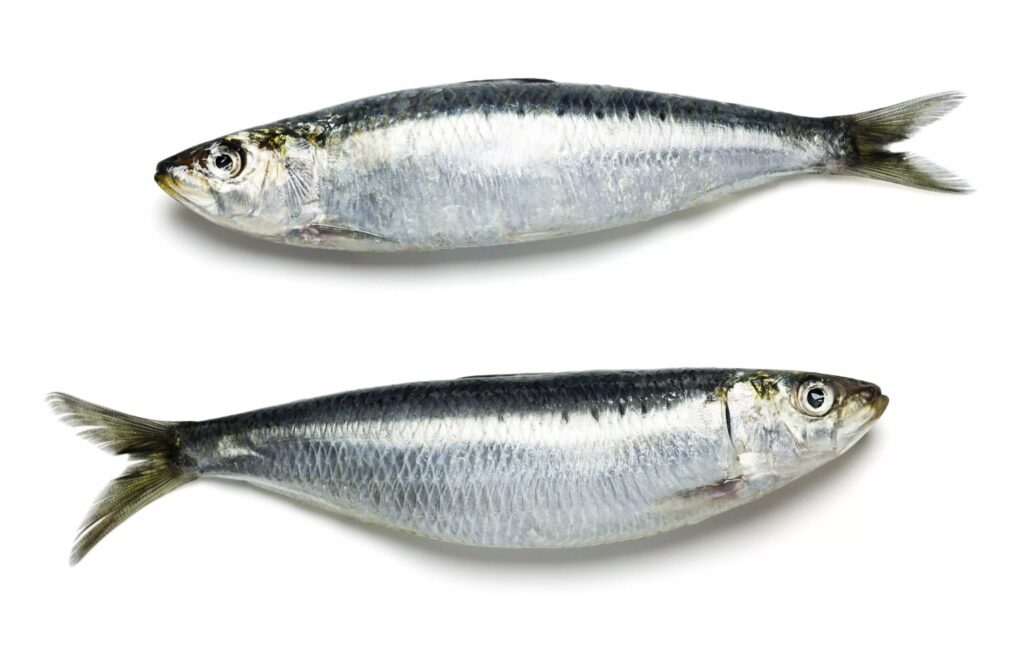 Pacific Sardines (Type: Whole)