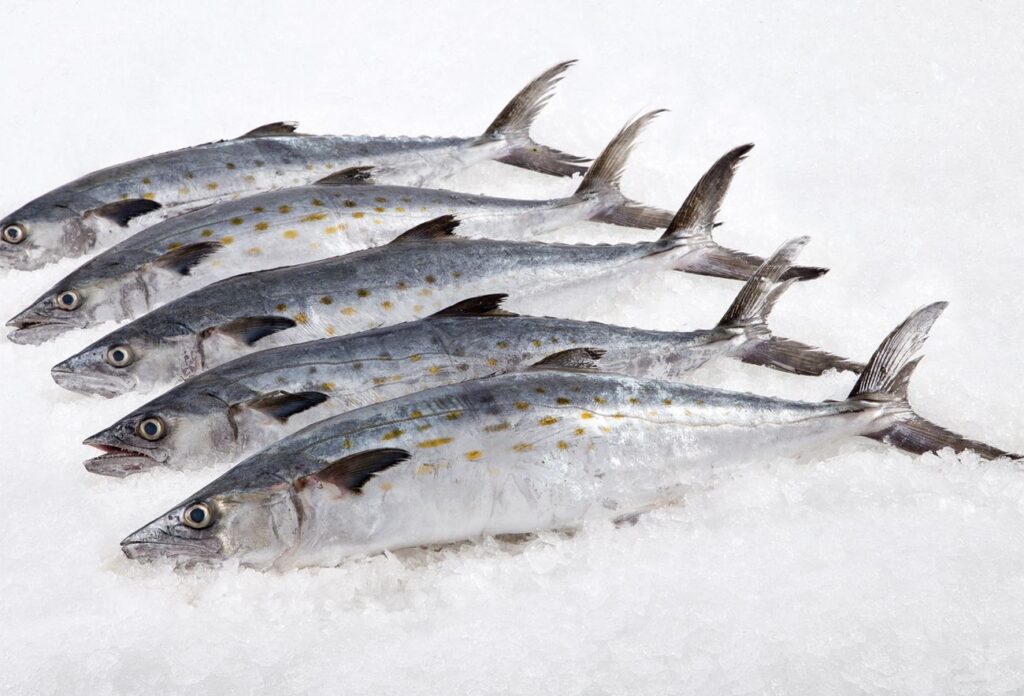 Wild-Caught Spanish Mackerel
