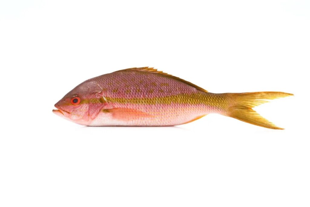Wild-Caught Yellowtail Snapper